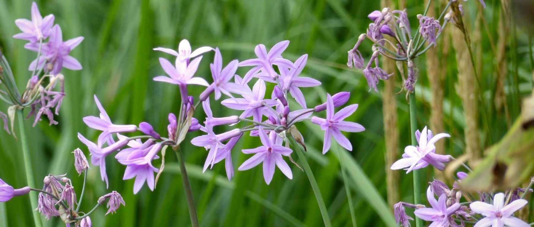<em>Tulbaghia</em>: to plant, to grow and to care for