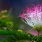 <em>Albizia</em>: when and how to prune it?