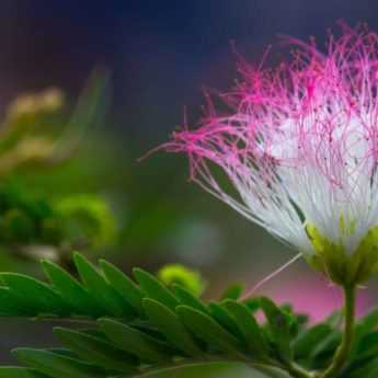 <em>Albizia</em>: when and how to prune it?