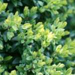 Boxwood: planting, pruning, maintenance