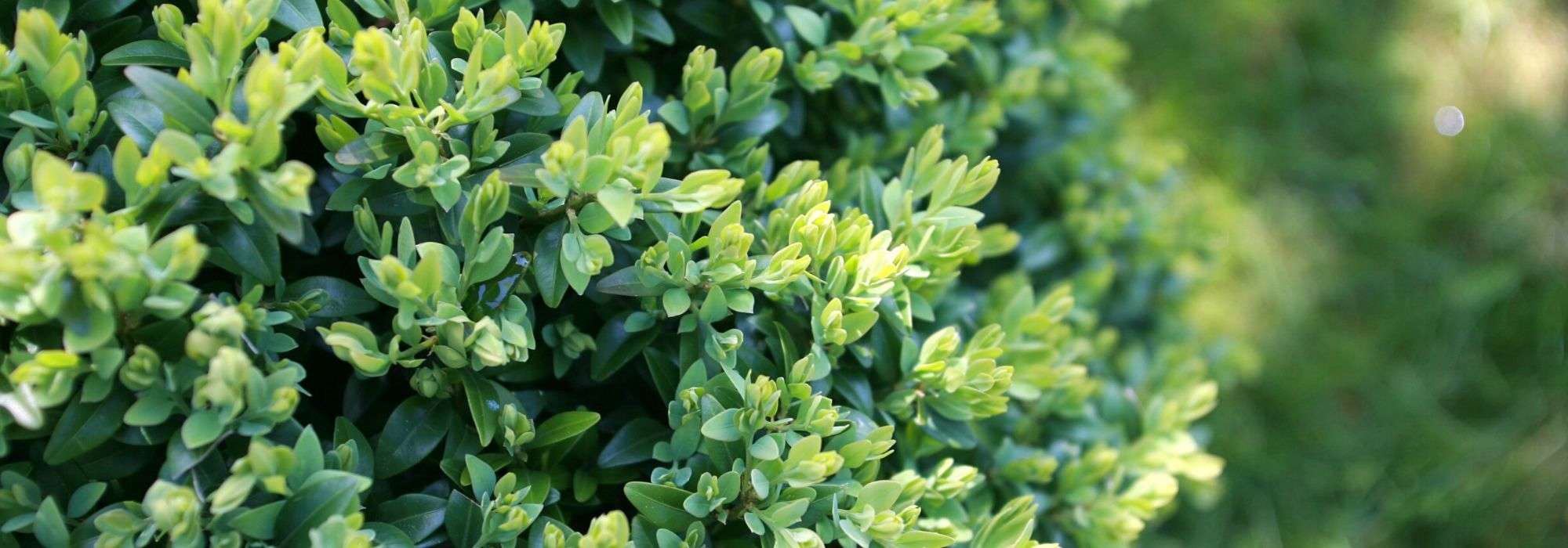 Boxwood: planting, pruning, maintenance