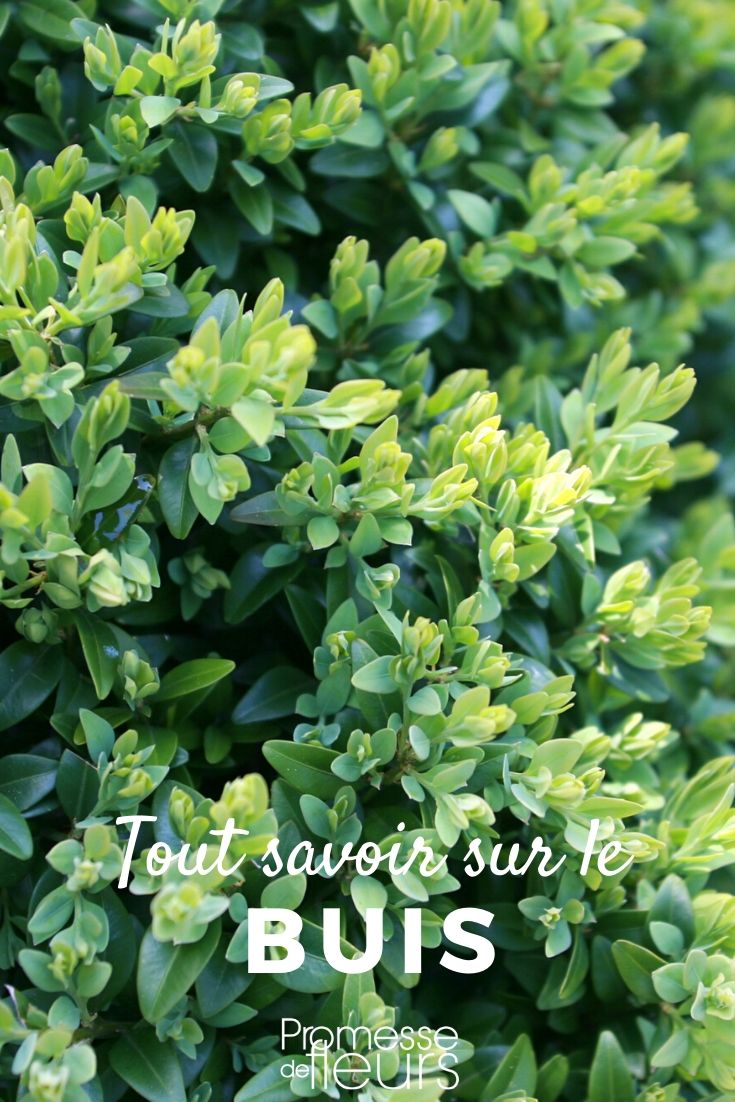 Boxwood: Everything You Need to Know Understanding Buxus: Everything You Need to Know
Buxus, commonly known as box or boxwood, is a versatile and popular shrub in British and Irish gardens. This evergreen plant is prized for its dense, leafy appearance and its ability to withstand pruning and shaping. It's an ideal choice for formal hedges and topiary, as well as being a staple in parterre gardens.
### Characteristics of Buxus
Buxus species are known for their hardiness and can thrive in a variety of climatic conditions, although they prefer well-drained soil and partial shade. They have small, glossy leaves that remain green throughout the year, providing continuous colour and structure in the garden.
### Planting and Care
When planting Buxus, it's important to choose a location that avoids extreme conditions. Although box plants are adaptable, they do not fare well in waterlogged soil or in sites that are too exposed to harsh winds. Planting in autumn or spring allows the plant to establish itself during milder weather.
Regular watering during dry periods, especially in the first few years after planting, will help the Buxus to thrive. Mulching with organic material can also benefit the soil moisture and overall health of the plant.
### Pruning Buxus
Pruning is a key aspect of maintaining a healthy and aesthetically pleasing Buxus. It is typically done in late spring or early summer to shape the plant and encourage dense growth. For topiary forms, more frequent trimming may be necessary to maintain the desired shape.
### Common Issues
Buxus can be susceptible to a few pests and diseases, such as box blight and box tree caterpillars. Regular monitoring and early intervention can prevent these problems from becoming severe. Using fungicides and insecticides judiciously can help manage these issues without harming the environment.
### Conclusion
Buxus is a classic choice for gardeners who value durability and versatility in their plant selections. With proper care and maintenance, these plants can enhance your garden for many years, providing structure and beauty regardless of the season. Whether you are crafting intricate topiaries or simple, elegant hedges, Buxus is a reliable and rewarding choice.