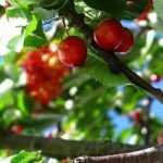 Cherry tree: planting, pruning, maintenance
