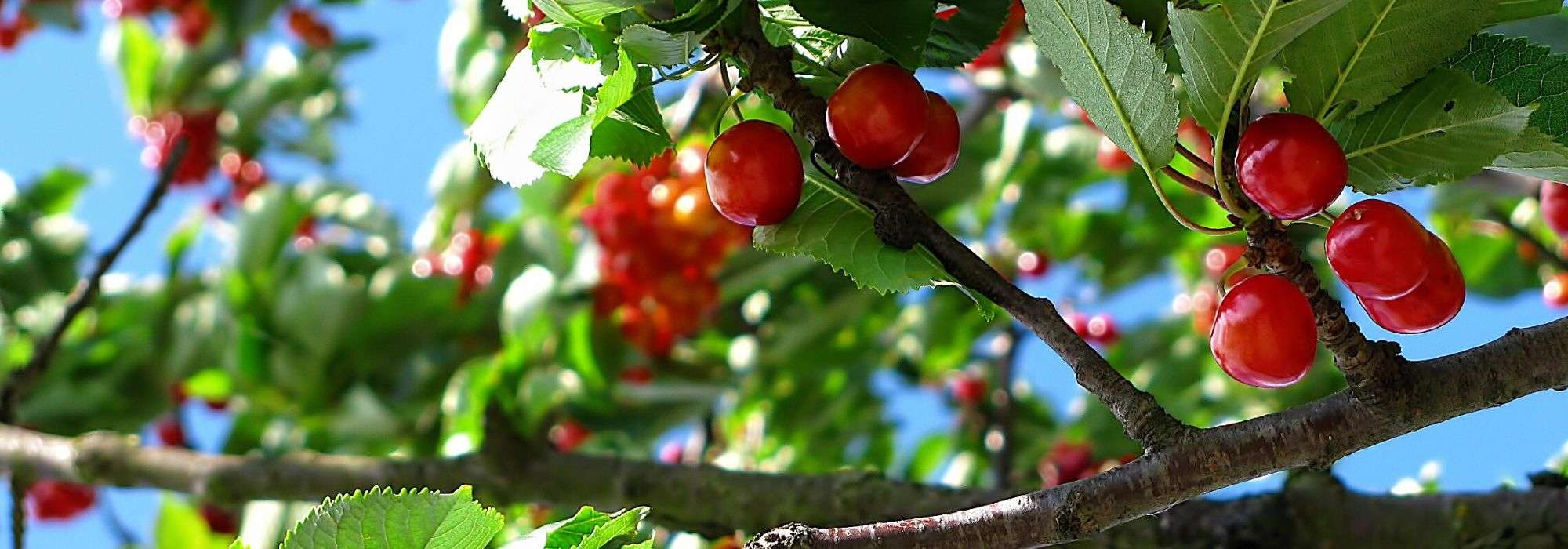 Cherry tree: planting, pruning, maintenance