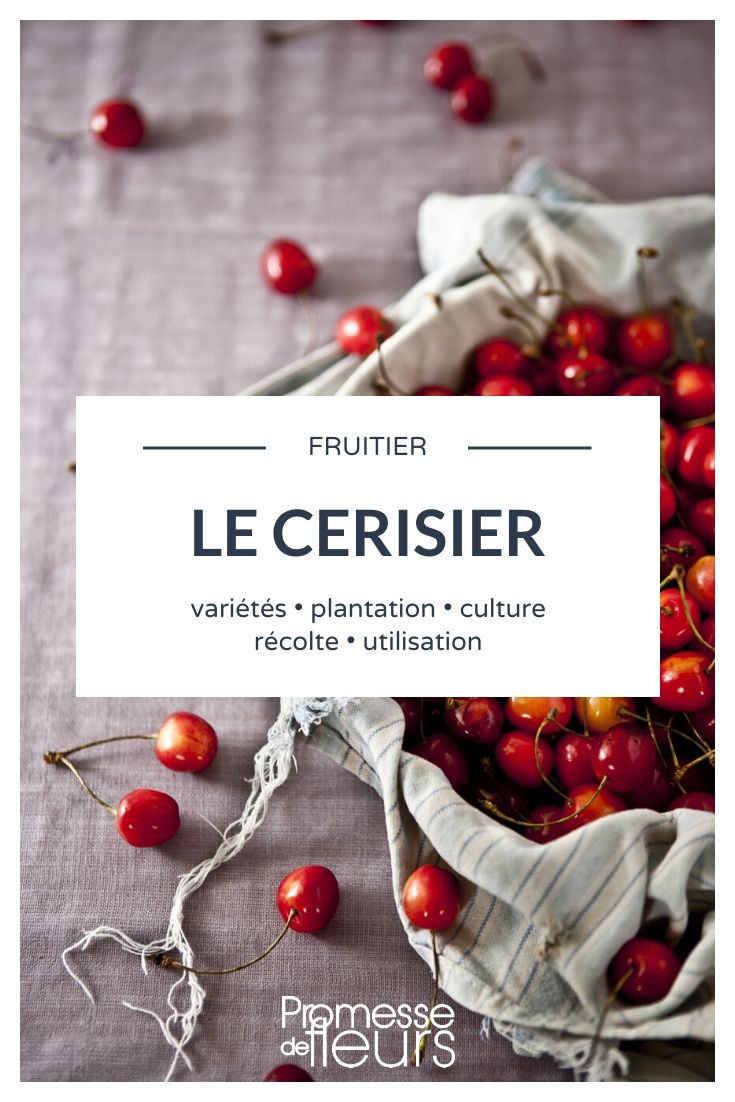 Cherry Trees: Everything You Need to Know
Cherry trees, with their delightful spring blossoms and succulent summer fruits, are a favourite among gardeners in the UK and Ireland. Whether you're considering planting a cherry tree in your garden or you're just curious about these charming trees, here's everything you need to know.
### Choosing the Right Cherry Tree
There are two main types of cherry trees: sweet cherries (*Prunus avium*) and sour cherries (*Prunus cerasus*). Sweet cherries are often eaten fresh and are popular in gardens for their delicious fruits and beautiful spring blossoms. Sour cherries, on the other hand, are more commonly used in cooking and baking, as they have a tart flavour that enhances many dishes.
When selecting a cherry tree, consider the following:
- **Climate suitability:** Cherry trees generally prefer temperate climates. Check the hardiness zone for your area to ensure the tree can thrive.
- **Space requirements:** Cherry trees can vary in size. Make sure you have enough space for the tree to grow to its full size, which can be up to 35 feet tall depending on the variety.
- **Pollination:** Some cherry varieties require a pollination partner to produce fruit, while others are self-fertile. Make sure to plant compatible varieties near each other if needed.
### Planting and Care
**Planting:** The best time to plant cherry trees is in the autumn or early spring. Choose a sunny spot with well-draining soil. Dig a hole twice as wide as the root ball and as deep as the root ball's height. Place the tree in the hole, backfill with soil, and water thoroughly.
**Watering:** Cherry trees need regular watering, especially during dry spells. Keep the soil moist but not waterlogged.
**Pruning:** Pruning is essential for promoting good air circulation and sunlight penetration, which can help prevent disease and encourage fruit production. Prune cherry trees in late winter or early spring before new growth begins.
**Pest and Disease Management:** Cherry trees can be susceptible to pests and diseases like aphids, cherry fruit flies, and powdery mildew. Regular monitoring and appropriate treatments can help keep your tree healthy.
### Harvesting
Cherry trees typically begin to bear fruit in their fourth year. Harvest time varies depending on the variety, but it generally falls in mid-summer. Cherries are ready to pick when they are fully coloured and come off the stem easily.
### Common Varieties
- **'Stella'** - A popular sweet cherry variety that is self-fertile and produces large, dark red fruits.
- **'Morello'** - A widely grown sour cherry variety, excellent for cooking and baking, known for its deep red, almost black fruit.
### Conclusion
Growing cherry trees can be a rewarding experience, providing both aesthetic beauty and tasty fruits. With proper selection, care, and maintenance, your cherry tree can be a delightful addition to your garden for many years to come. Cherry Trees: Everything You Need to Know
Cherry trees, with their delightful spring blossoms and luscious summer fruits, are a favourite among gardeners in the UK and Ireland. Whether you're considering adding one to your garden or simply want to learn more about their care and varieties, this article will provide you with all the essential information.
### Choosing the Right Cherry Tree
When selecting a cherry tree, consider the following varieties, which are well-suited to the British and Irish climates:
- **Prunus avium** (Sweet Cherry): Ideal for warmer areas, as they require some heat to produce the best fruits.
- **Prunus cerasus** (Sour Cherry): More tolerant of cold climates and perfect for cooking and baking.
### Planting Your Cherry Tree
The best time to plant cherry trees is during the dormant season, from late autumn to early spring. Choose a sunny spot with well-drained soil. Planting instructions are as follows:
1. Dig a hole that's twice as wide and just as deep as the root ball.
2. Place the tree in the hole and fill it with a mix of native soil and compost.
3. Water thoroughly after planting and mulch around the base to retain moisture.
### Caring for Your Cherry Tree
- **Watering**: Cherry trees need regular watering, especially during dry spells. However, avoid waterlogging the soil.
- **Pruning**: Prune in late winter to encourage healthy growth and fruit production. Remove any dead or diseased branches.
- **Pest and Disease Control**: Watch out for pests like aphids and diseases such as cherry leaf spot. Treat with appropriate organic or chemical controls as necessary.
### Harvesting Cherries
Cherries are typically ready to harvest in mid-summer. The fruit should be plump and firm, with a deep colour. Harvesting can be done by hand, picking the cherries with their stems attached.
### Common Questions
- **Can I grow a cherry tree in a pot?** Yes, dwarf varieties can be grown in large pots. Ensure they are well-watered and re-pot every few years.
- **How long until my cherry tree produces fruit?** Most cherry trees will start to bear fruit in their third or fourth year.
Cherry trees not only provide delicious fruits but also add spectacular beauty to your garden with their spring blossoms. With proper care, they can be a delightful addition to your gardening endeavours. Happy gardening!