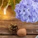 Christmas hyacinth: how to force it and make it flower?