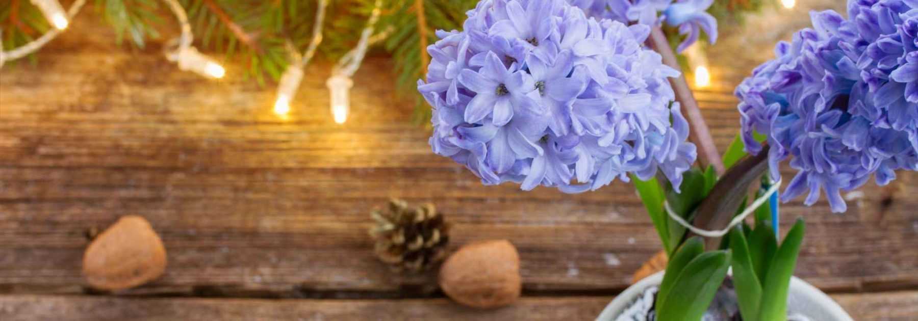 Christmas hyacinth: how to force it and make it flower?