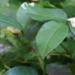 Pruning roses
