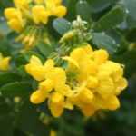 Coronille, <em>Coronilla</em>: planting, cultivation, care