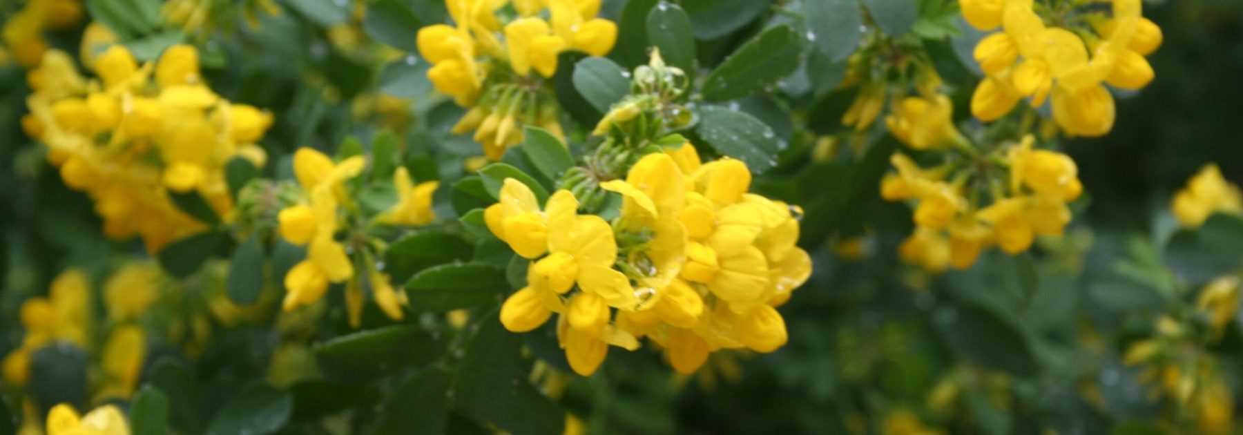 Coronille, <em>Coronilla</em>: planting, cultivation, care