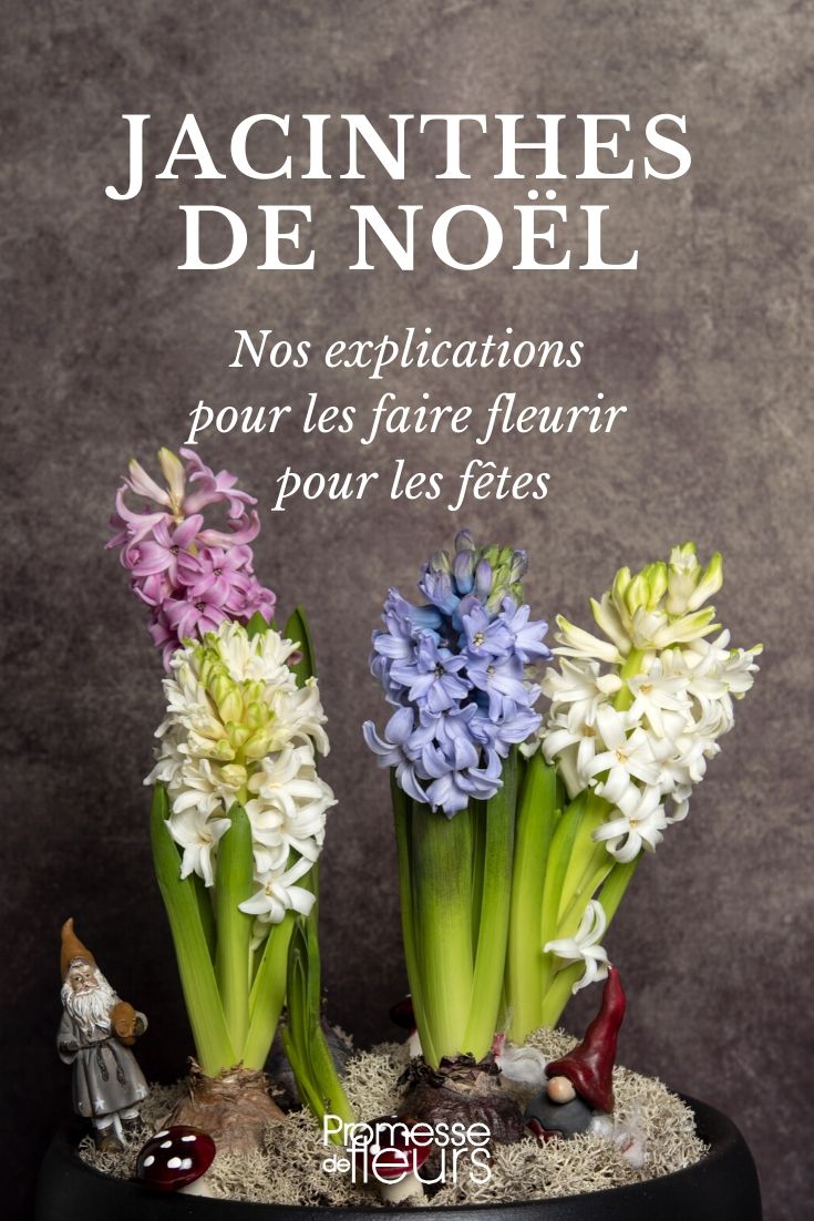 Christmas Hyacinth: Forcing and Care