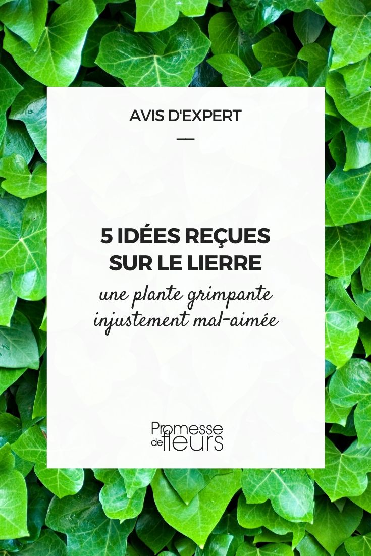 Ivy: Common Misconceptions Ivy, Hedera helix: 5 Common Misconceptions About This Young Plant