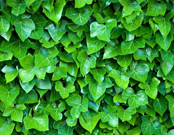 5 common misconceptions about ivy