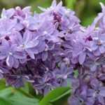 Pruning lilac or <em>Syringa</em>: when and how to prune your bush properly?