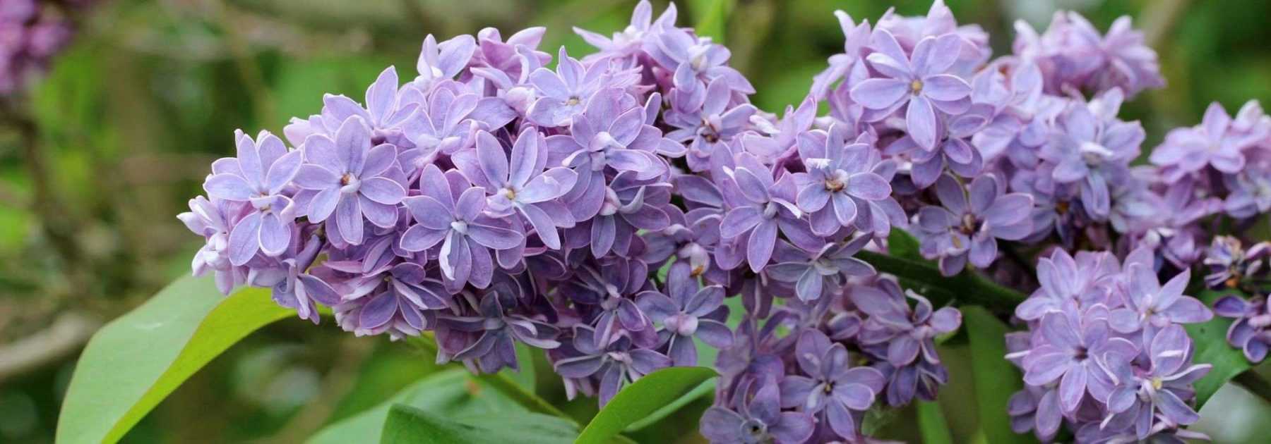 Pruning lilac or <em>Syringa</em>: when and how to prune your bush properly?