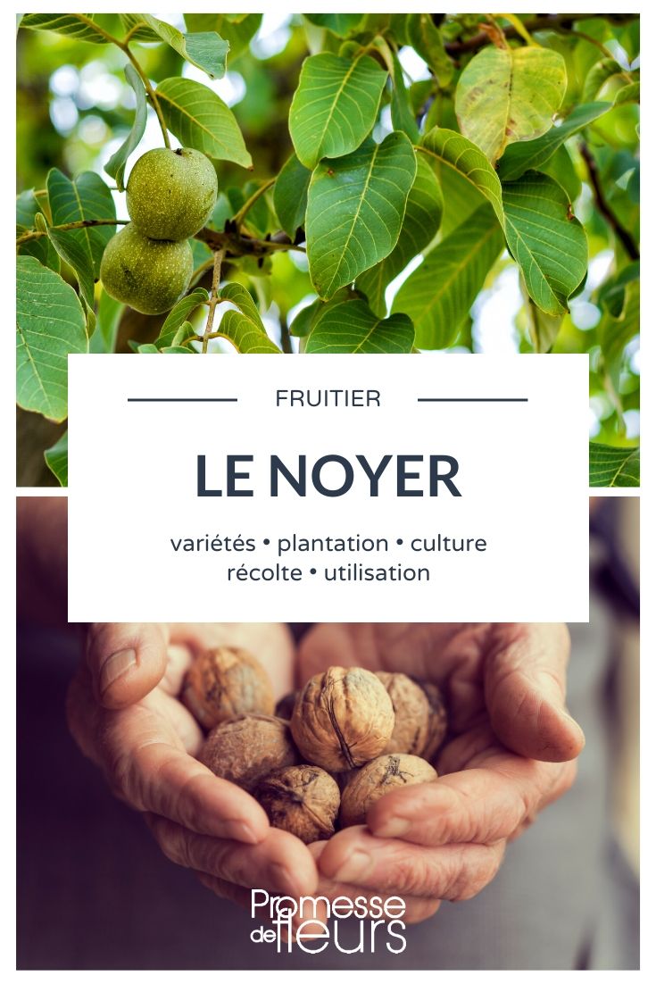 Walnut, Juglans regia: Everything You Need to Know