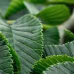 Elm, <em>Ulmus</em>: planting, pruning and care