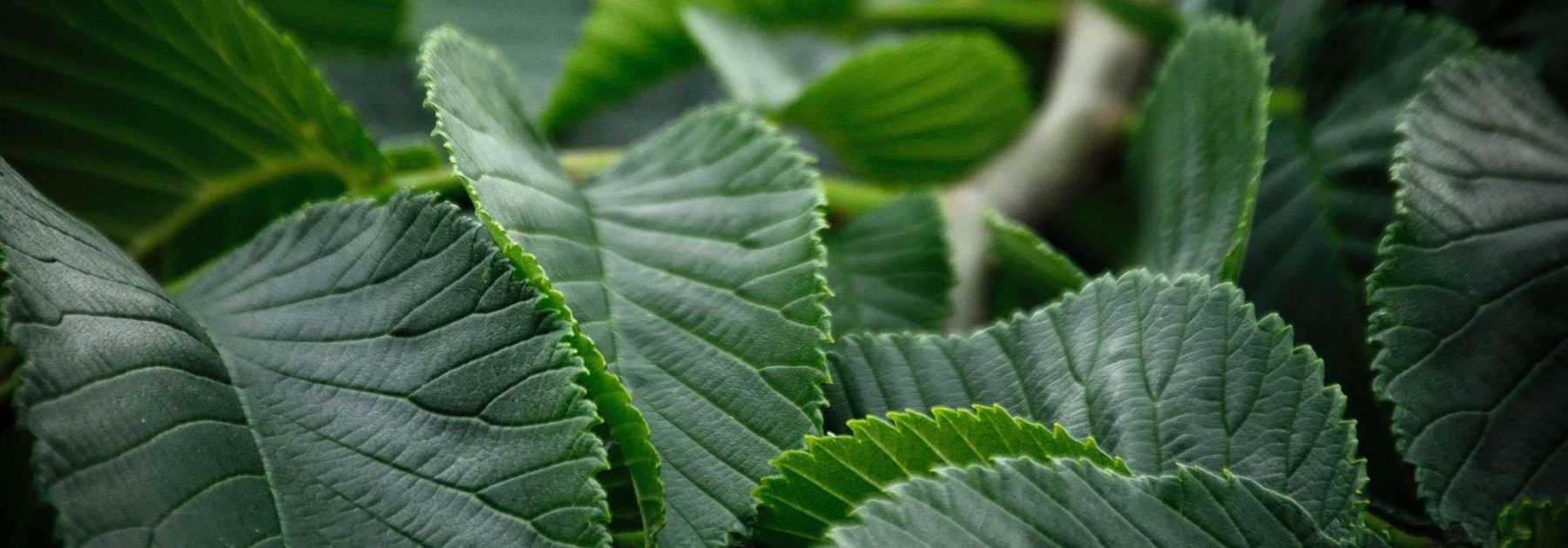 Elm, <em>Ulmus</em>: planting, pruning and care