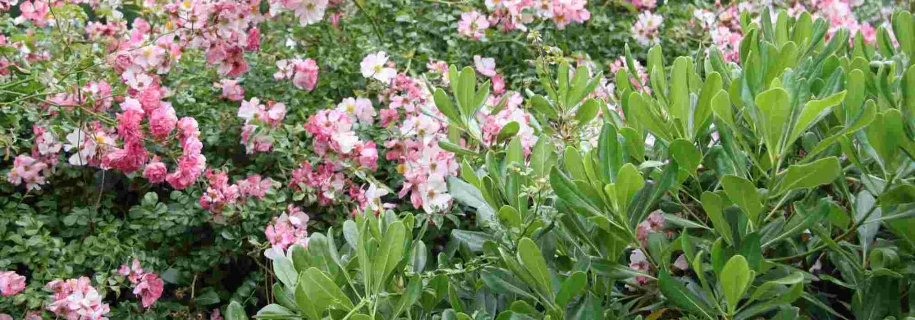 <em>Pittosporum</em>: 5 ideas for successful plant combinations