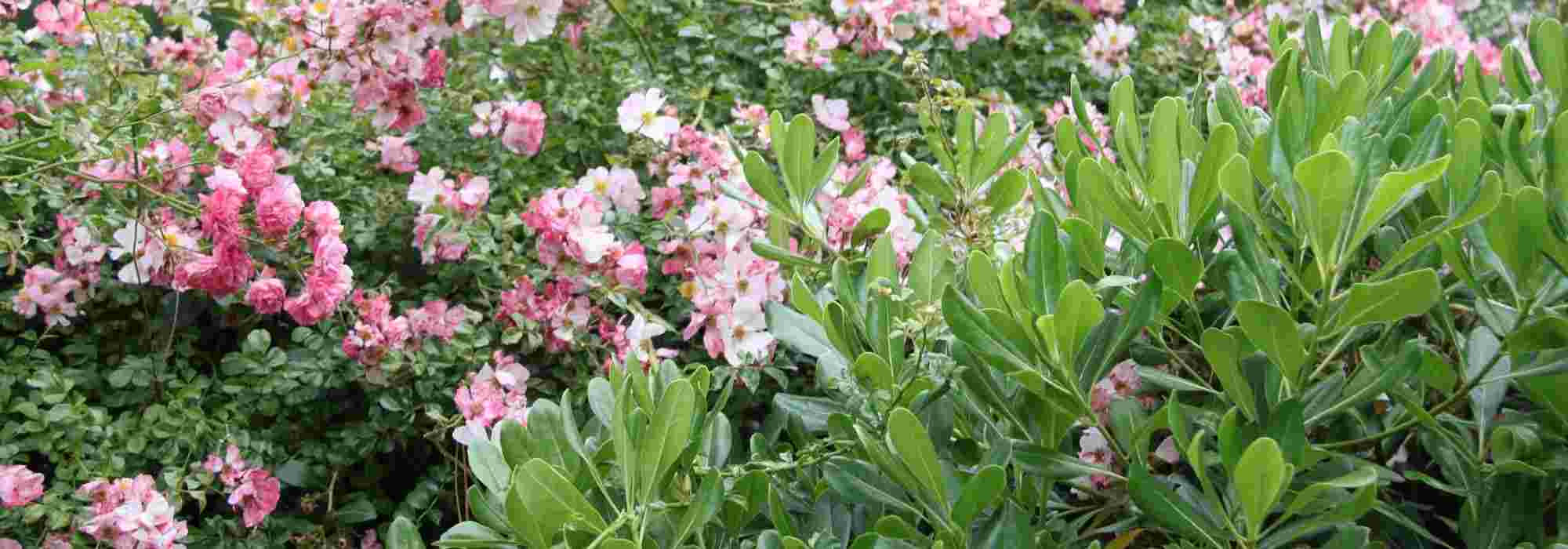 <em>Pittosporum</em>: 5 ideas for successful plant combinations