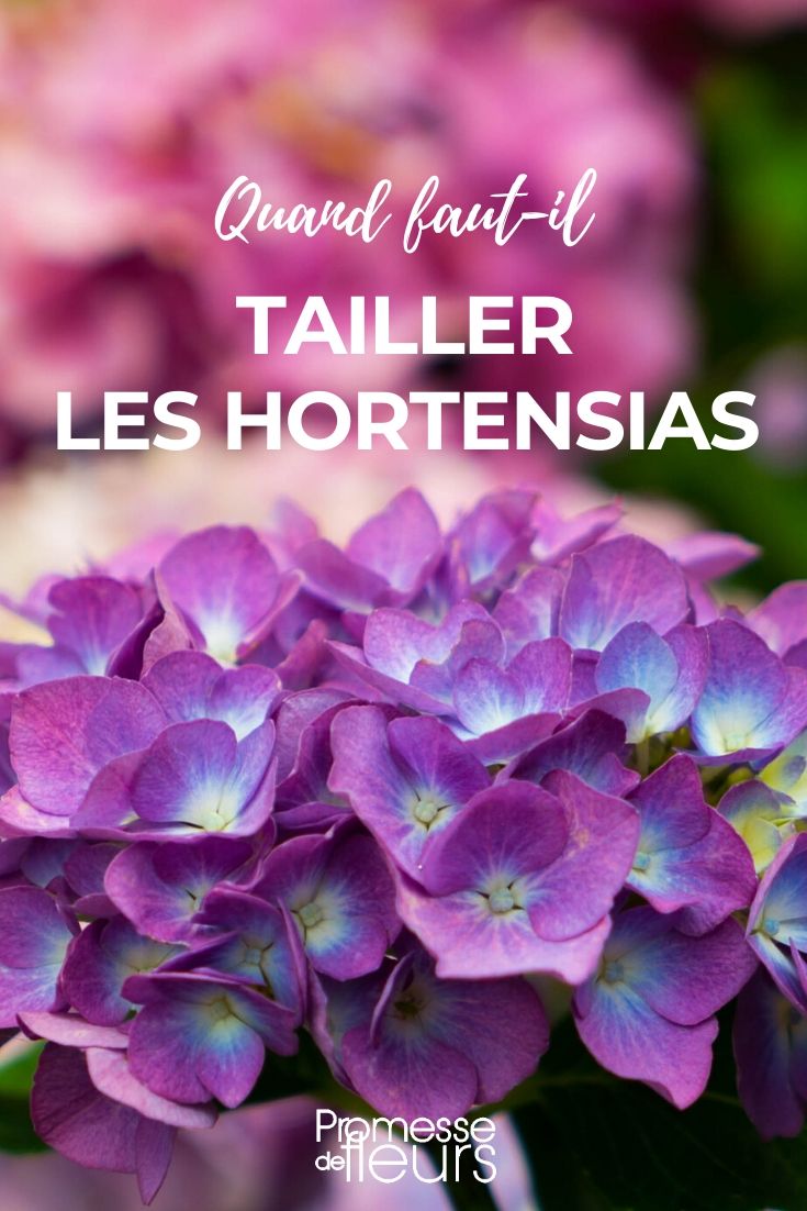When to Prune Hydrangeas