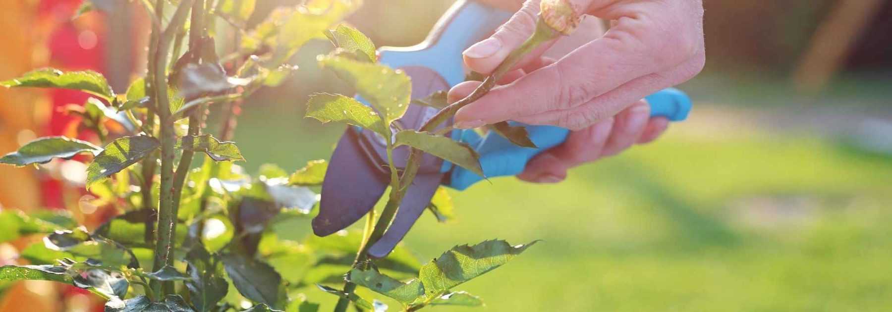 When to prune roses?