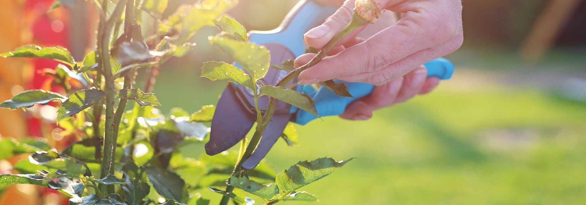 When to prune roses?