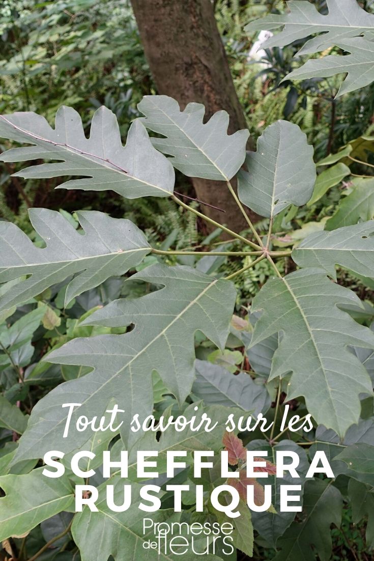 Hardy Schefflera: Planting and Growing in the Garden