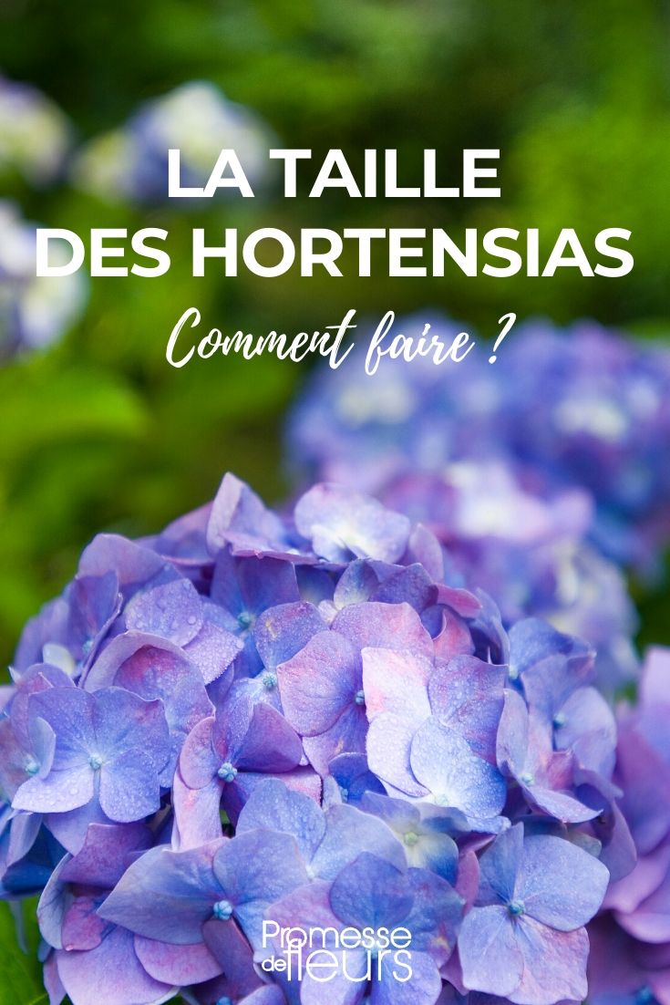 Pruning Hydrangeas: How to Do It Properly
