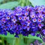 8 bushes with blue flowers you should have in your garden