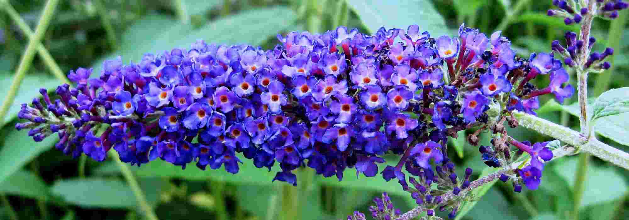 8 bushes with blue flowers you should have in your garden