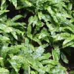 Asplenium: planting, growing, and caring for it