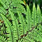 Athyrium: planting, growing, and caring for