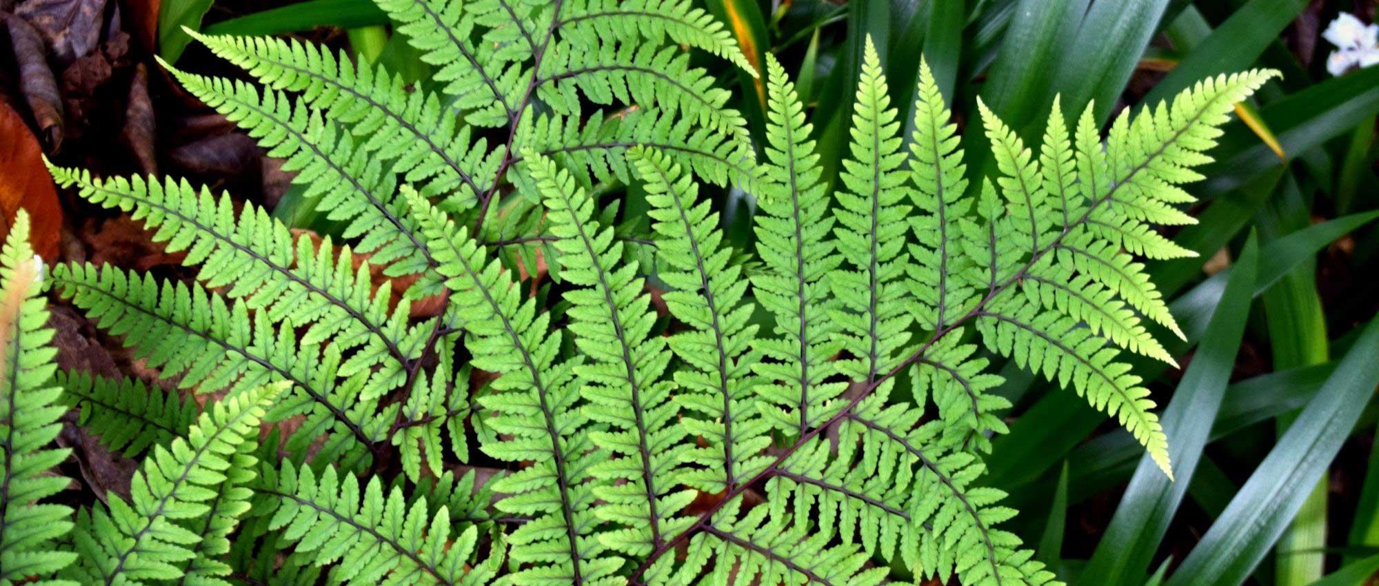 Athyrium: planting, growing, and caring for