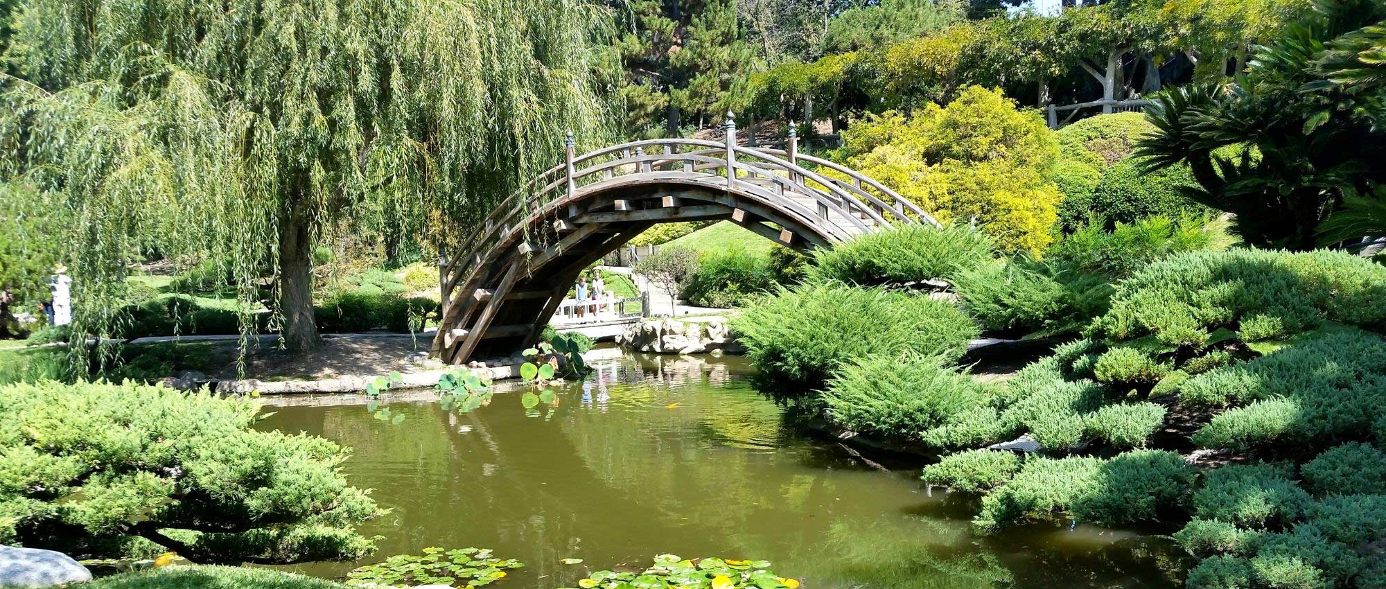 7 plant combinations for Japanese gardens