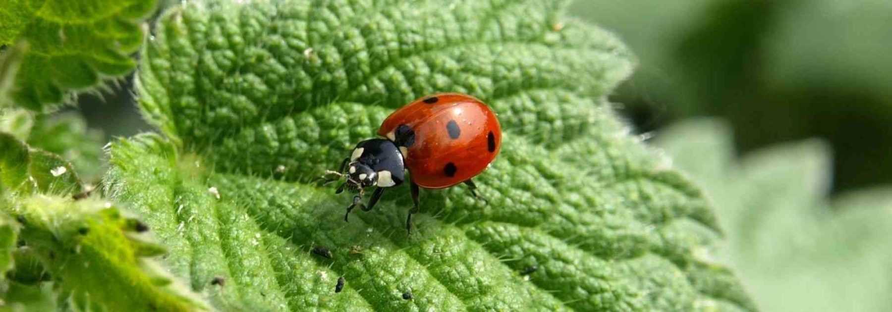 Welcoming garden insects: 7 shelters to build yourself