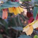 <em>Abutilon</em>: how to overwinter it properly