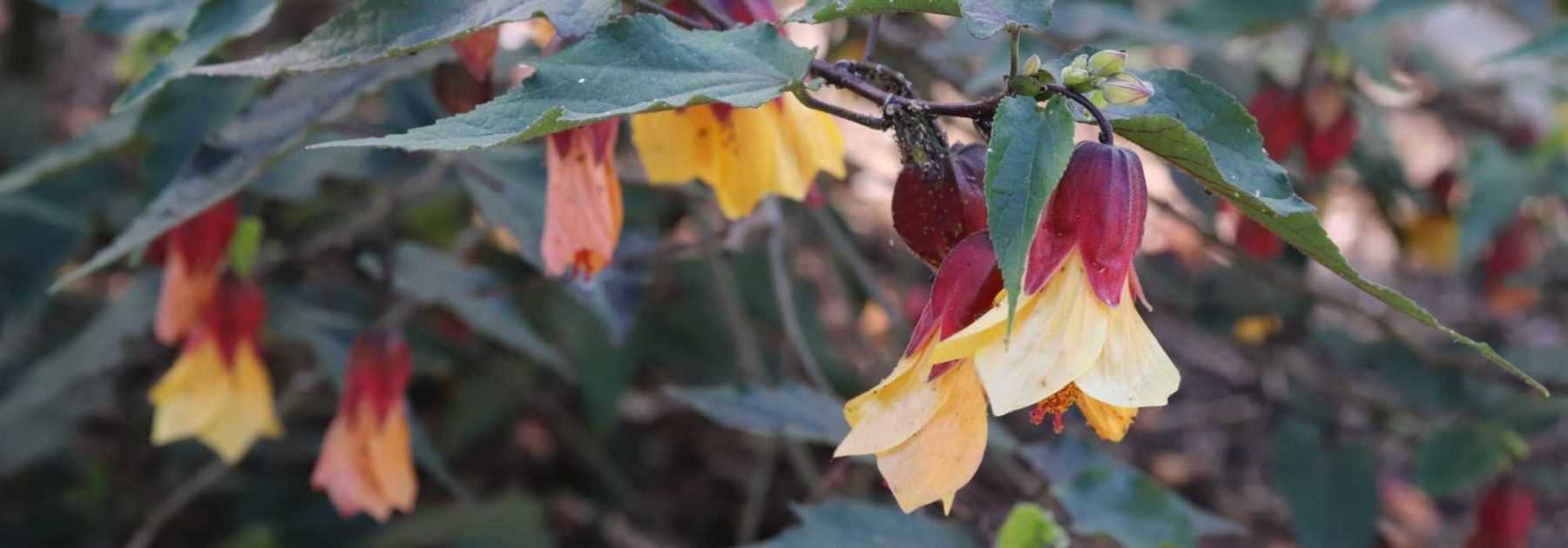 <em>Abutilon</em>: how to overwinter it properly