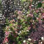 <em>Physocarpus</em>: 5 ideas for pairing it in the garden