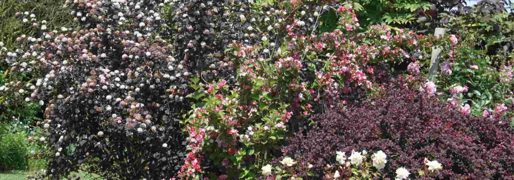 <em>Physocarpus</em>: 5 ideas for pairing it in the garden