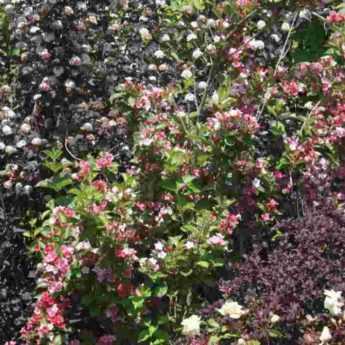 <em>Physocarpus</em>: 5 ideas for pairing it in the garden