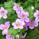 Bacopa: planting, growing, maintaining