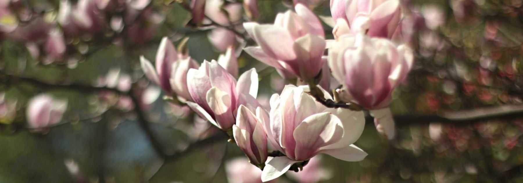 <em>Magnolia</em>: choose the variety suited to your garden