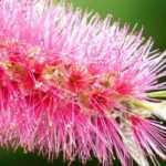 <em>Callistemon</em>, bottlebrush: how to protect it from the cold in winter?