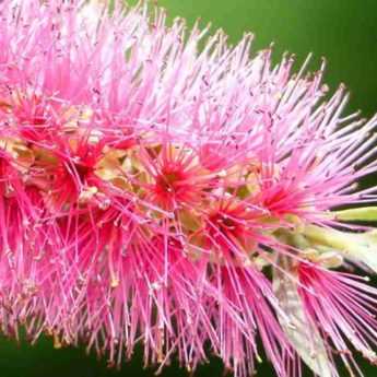 <em>Callistemon</em>, bottlebrush: how to protect it from the cold in winter?