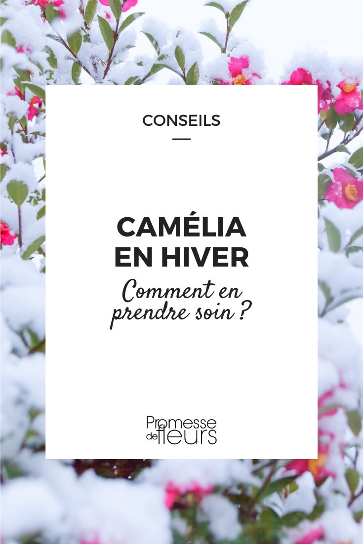 winter camellia (1) Camellia in Winter: Proper Care Tips