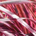 Overwintering <em>Cordyline</em>