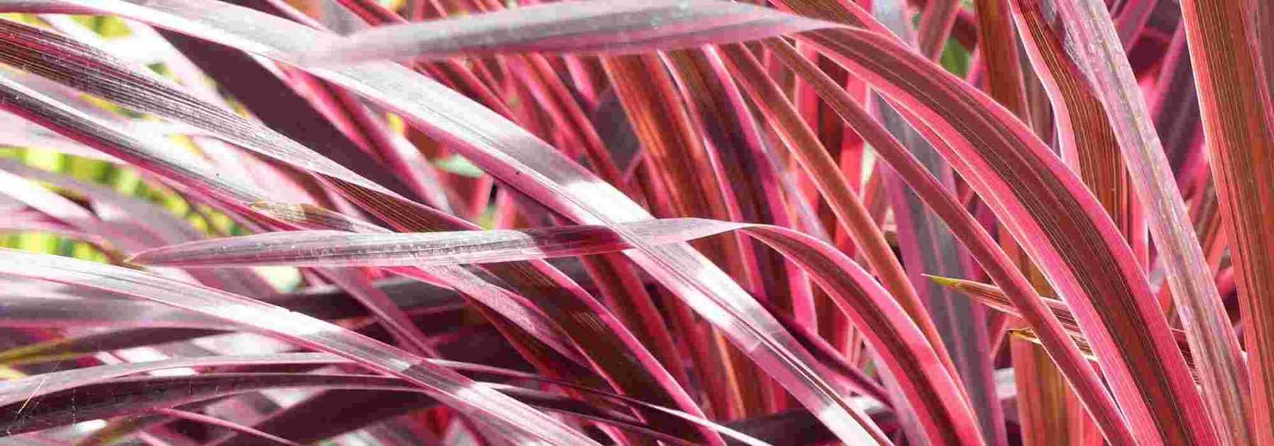 Overwintering <em>Cordyline</em>