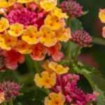 <em>Lantana</em>: how to overwinter it?