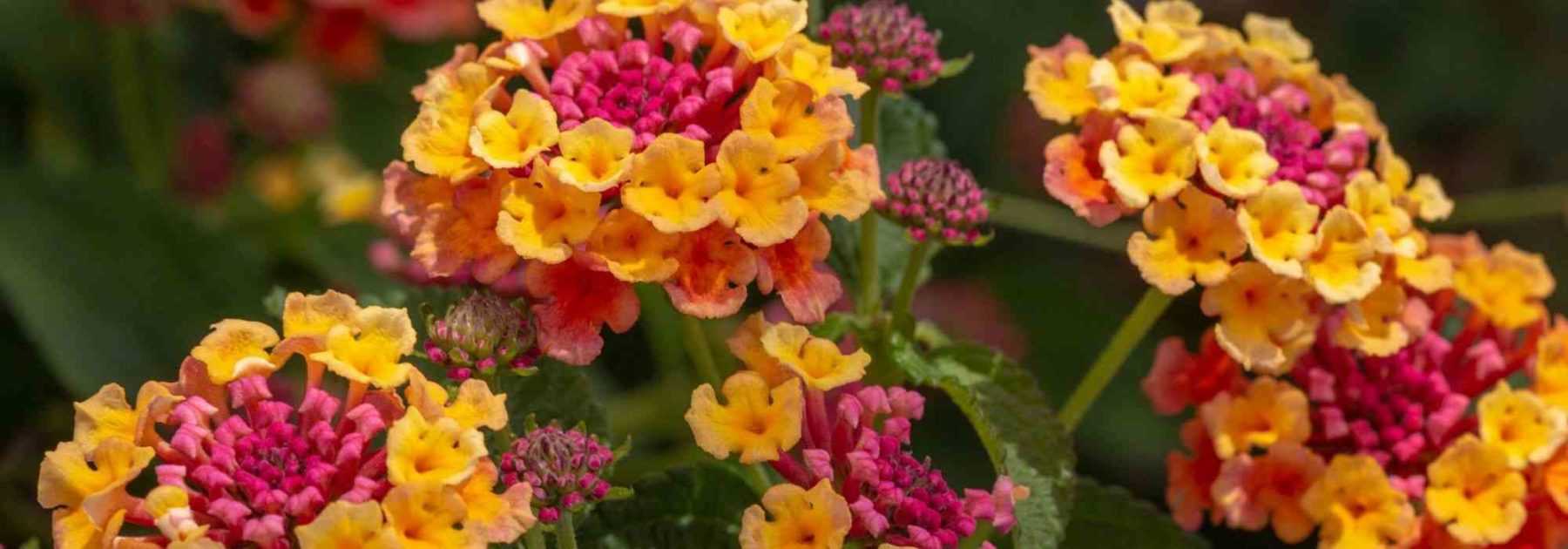 <em>Lantana</em>: how to overwinter it?